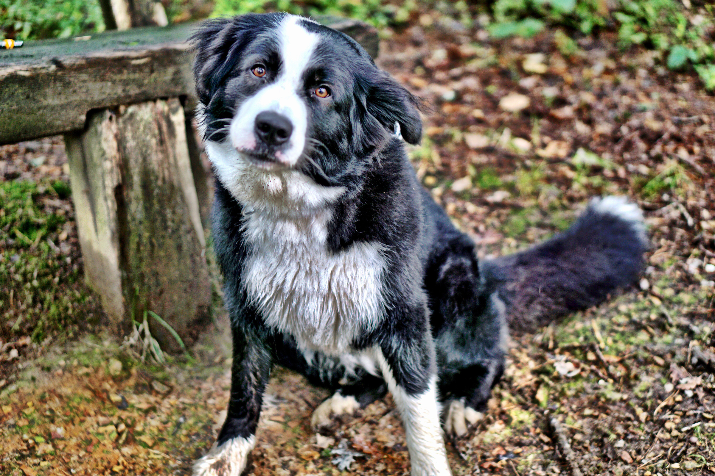 Black-and-white-dog-sitting-on-leaf-covered-ground-in-a-wooded-area