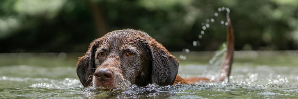 Brown-dog-swimming-in-a-lake
