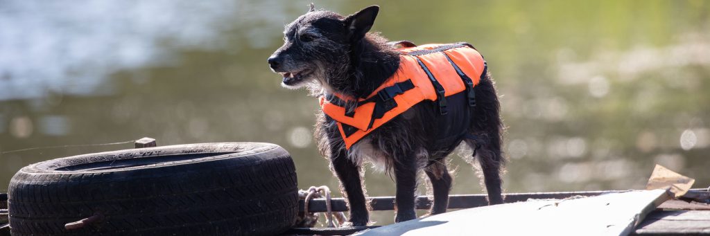 Dog-in-an-orange-life-jacket
