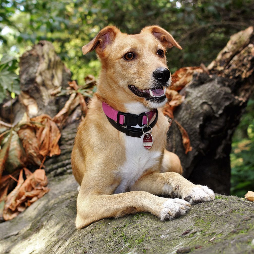 A light brown dog with a pink collar lying on a fallen log in a wooded area with scattered leaves.