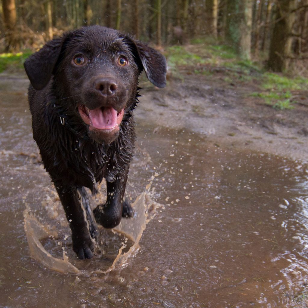 A wet black Labrador Retriever splashing through a muddy puddle in a forest.