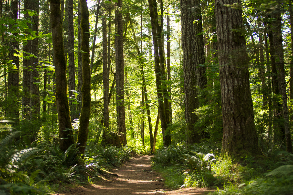 Forest-path-winding-through-tall-trees-with-sunlight