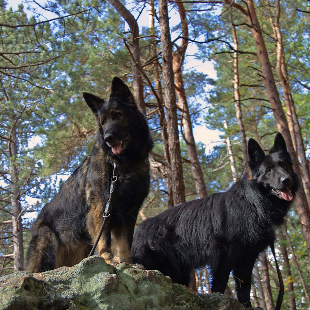Two-dogs-standing-on-a-moss-covered-rock-in-a-forest