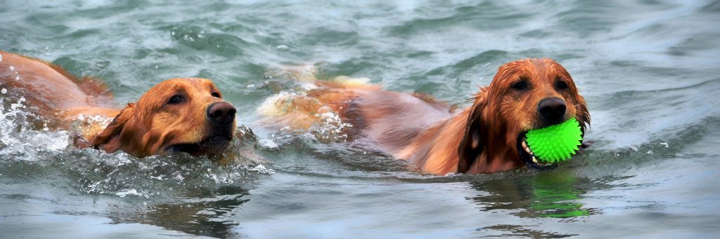 Two-Golden-Retrievers-swimming