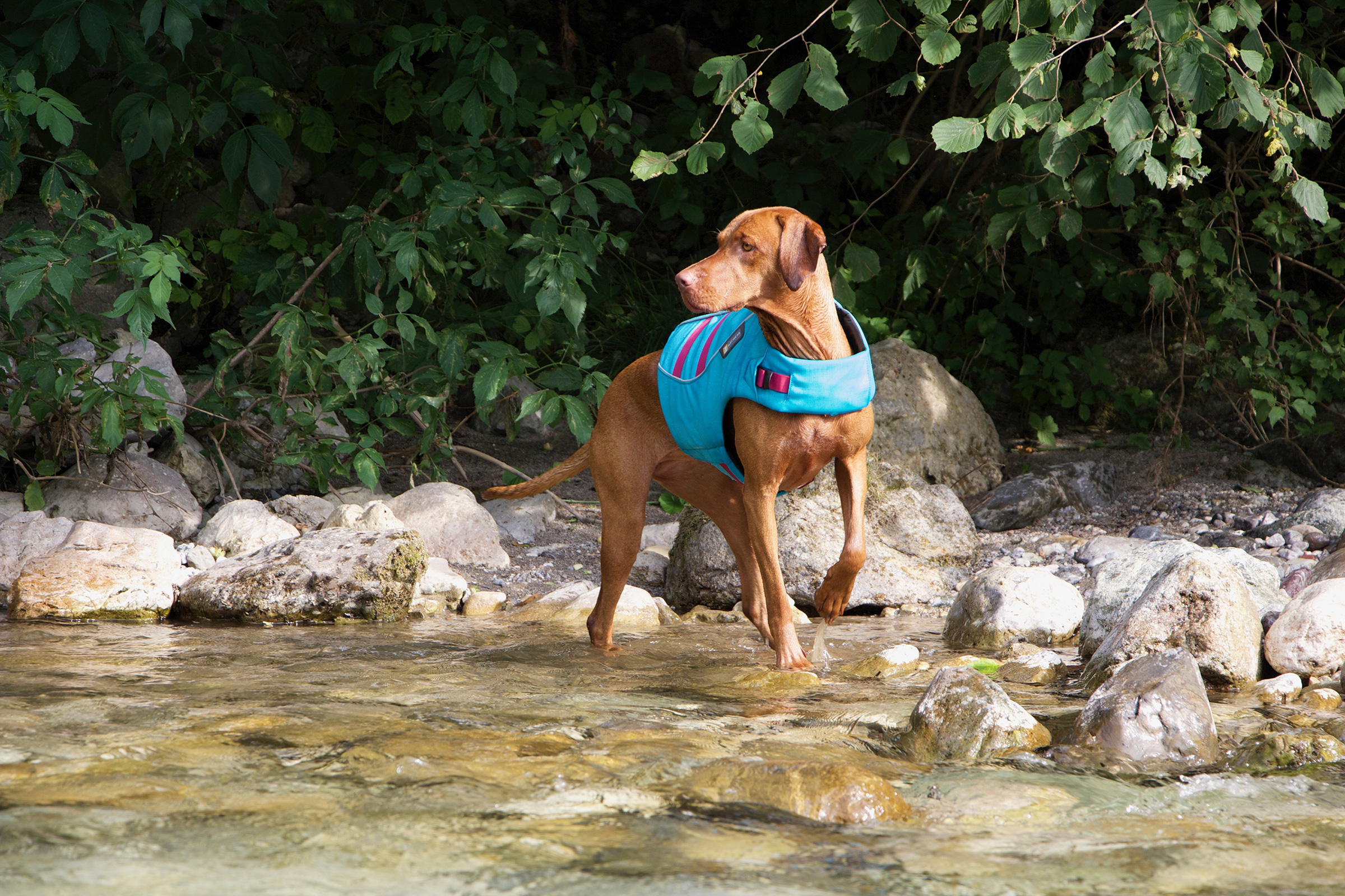 Dog in a blue life jacket standing in water