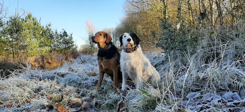 Two-dogs-sitting-side-by-side-on-frost-covered-ground-in-a-wooded-area