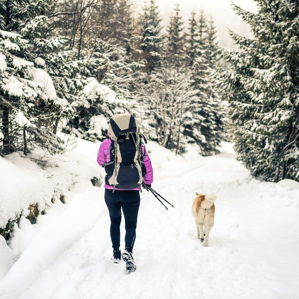 A person with a backpack and trekking poles walking on a snowy path in a winter forest, accompanied by a light brown dog.